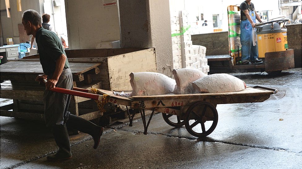 Tuna broker is carrying a frozen tunas after the early morning Tuna auction in Tsukiji fish market, 2014