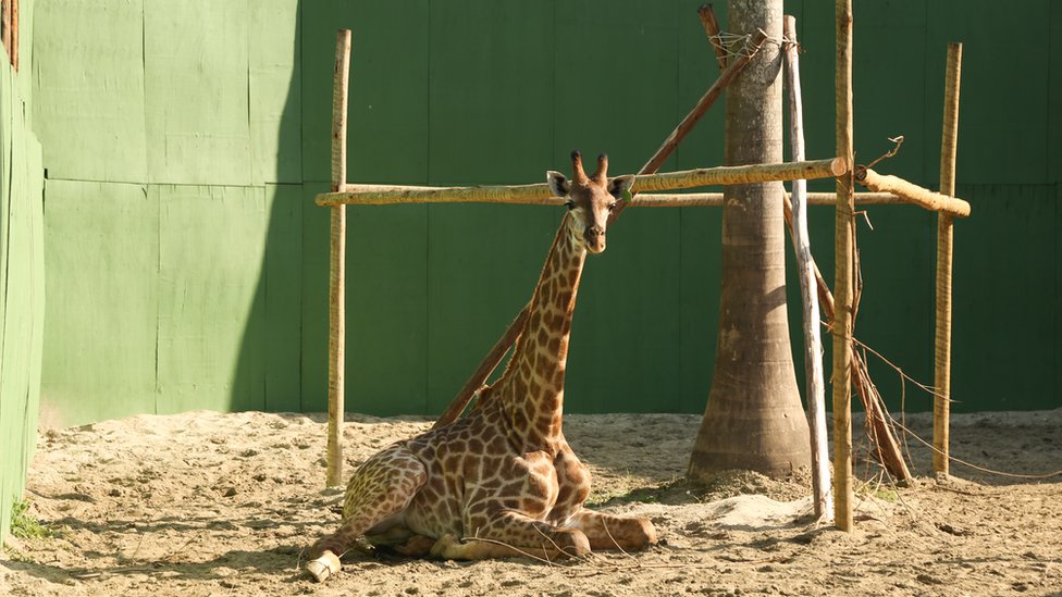 Fotos das girafas fornecidas pelo BioParque