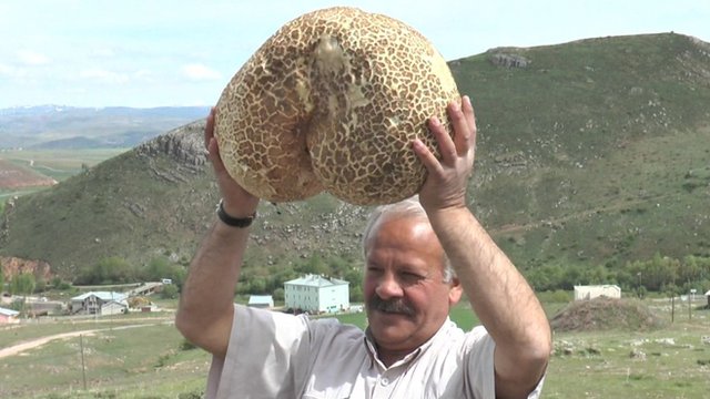 Record Breaking Giant Mushroom Found In Turkey Bbc Newsround