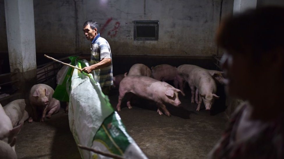 Un criador de cerdos en China