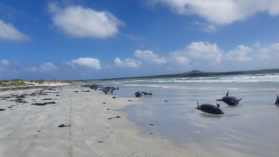 Pilot whales are seen stranded on the beach in Chatham Islands, New Zealand November 22, 2020