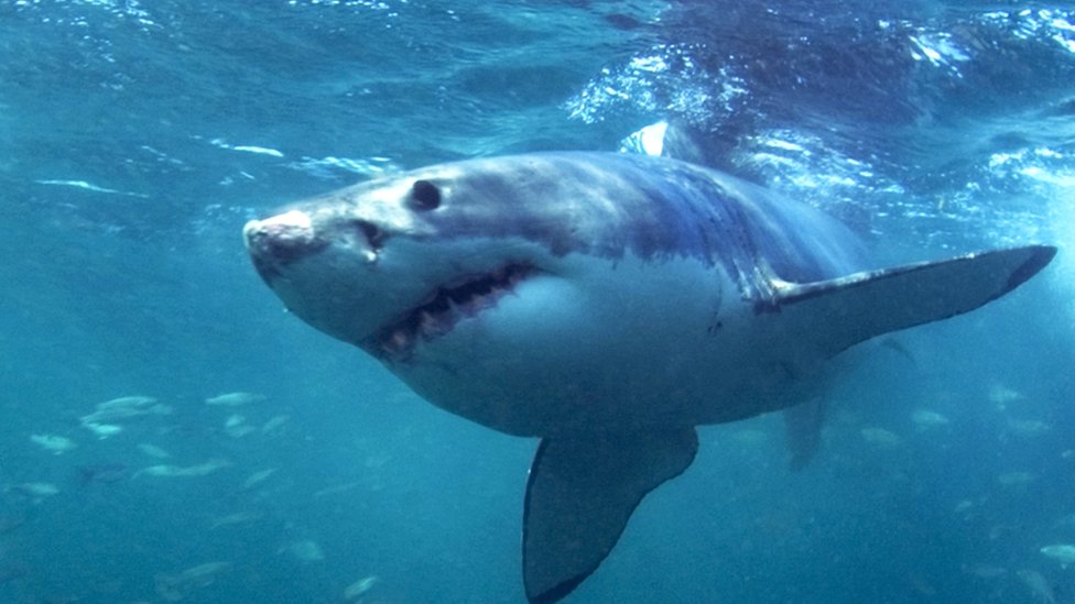 Файловая фотография большой белой акулы
