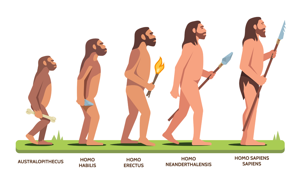 Ilustración de la evolución humana desde Australopithecus