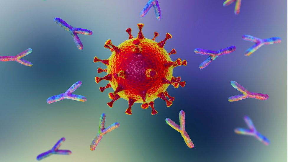 Anticorpos atacando o vírus SARS-Covid-2