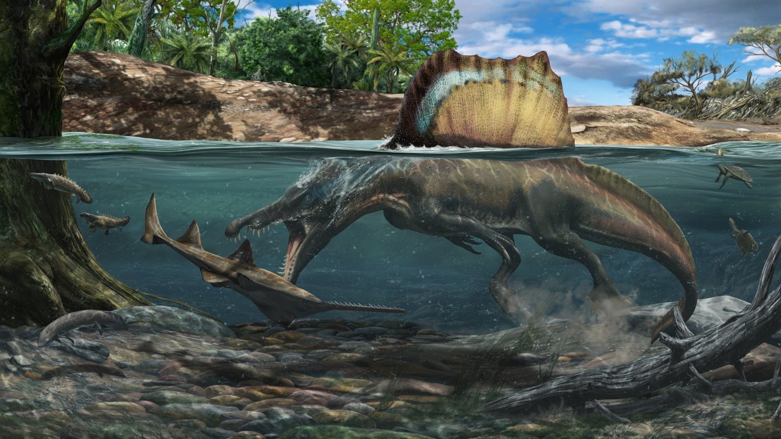 Spinosaurus dinosaur 'hunted underwater', new research finds - BBC News