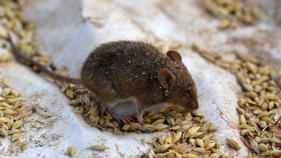 Avustralyalı çiftçiler fare istilasına karşı ürünlerini koruma mücadelesi veriyor