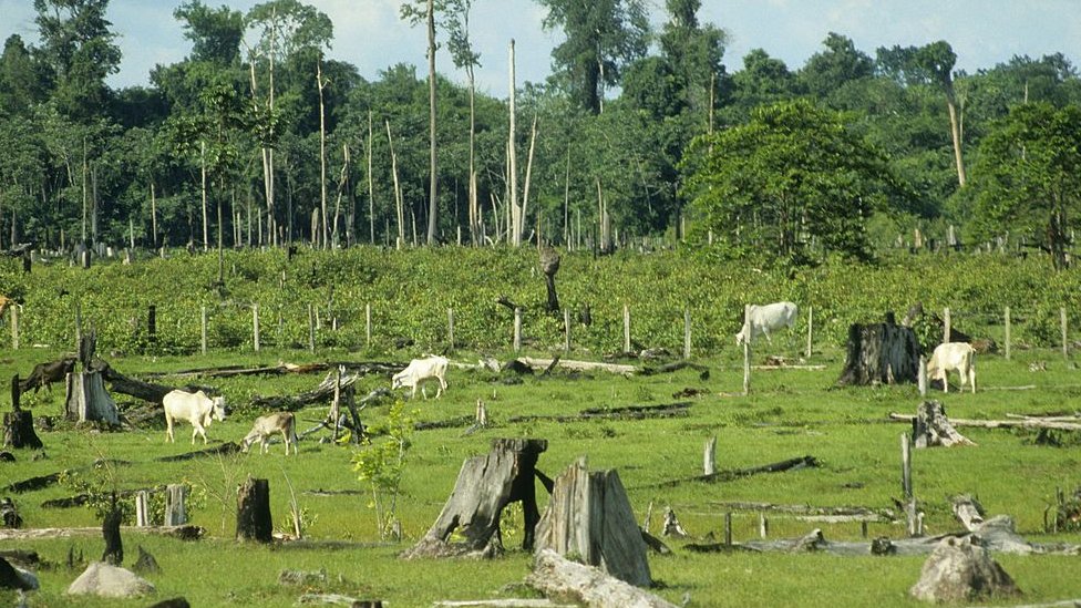 Deforestación en Brasil, con ganado deambulando alrededor de árboles caídos
