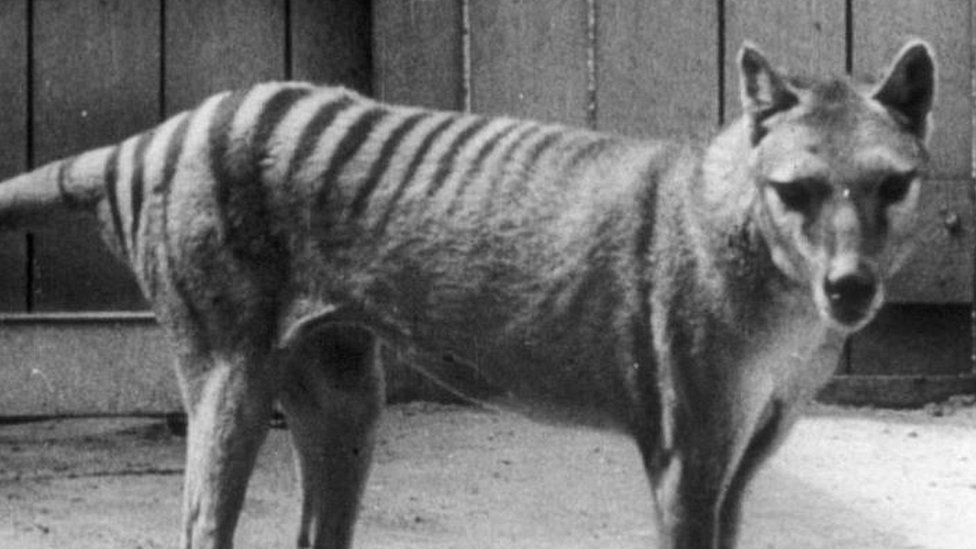 Ученые решили восстановить исчезнувший вид тасманского тигра. Деньги на это дали биткоиновые миллиардеры