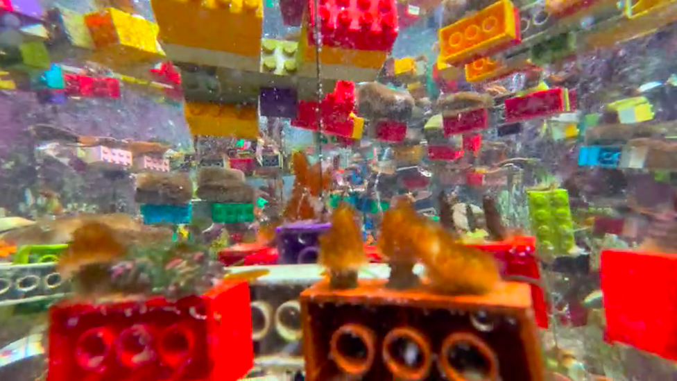 Can Lego help save Singapore's coral reefs?