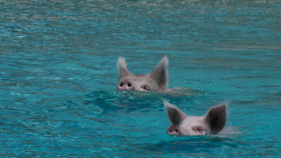 Cerdos en el paraíso. Cerditos nadando