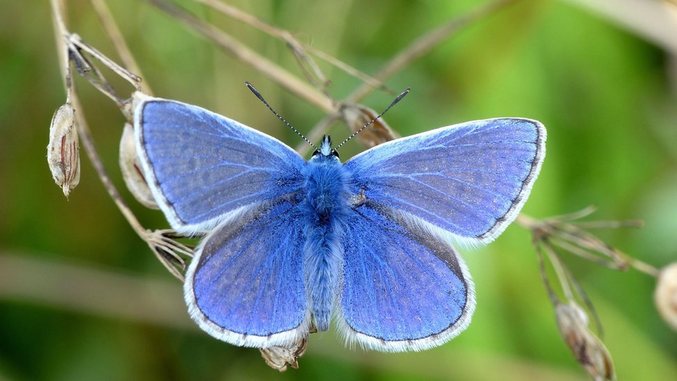 Обыкновенная синяя бабочка