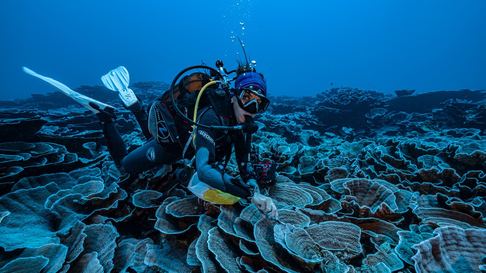 Giant pristine coral reef discovered off Tahiti