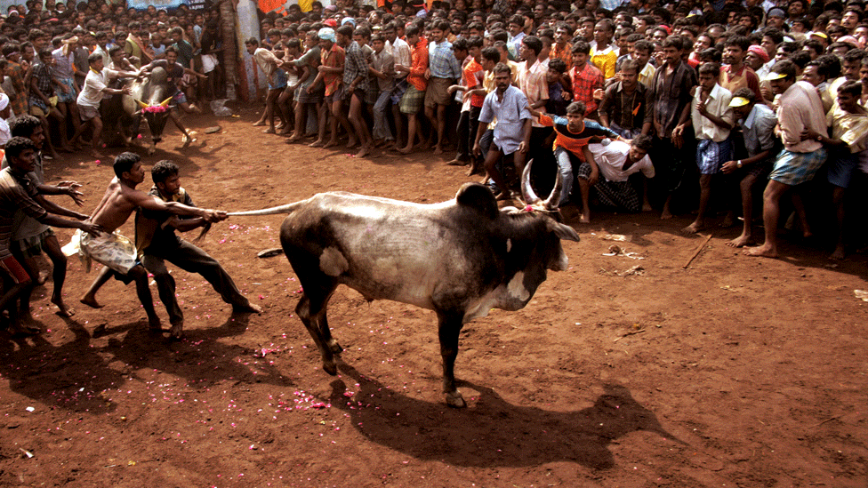 Участники конкурса пытаются приручить быка, держась за хвост в штате Тамил Наду (фото из архива)