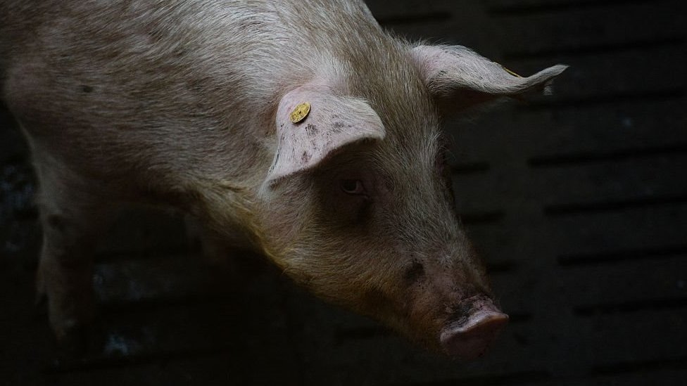 Свинья с RFID-меткой