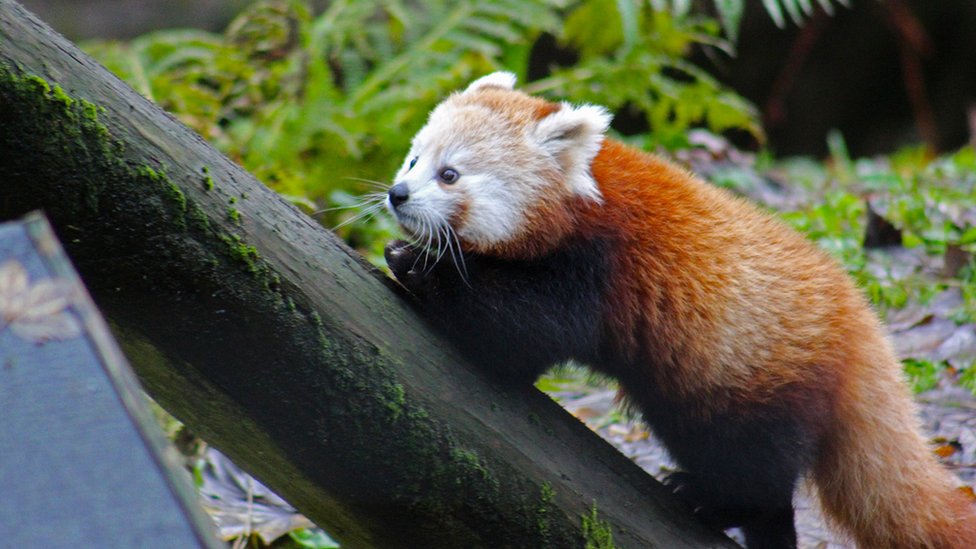 Красная панда Эмбер вернулась в зоопарк после своего краткого побега