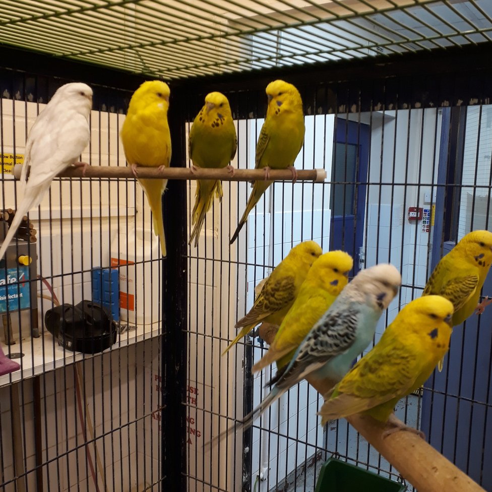 New homes sought for budgies rescued in Brighton BBC News