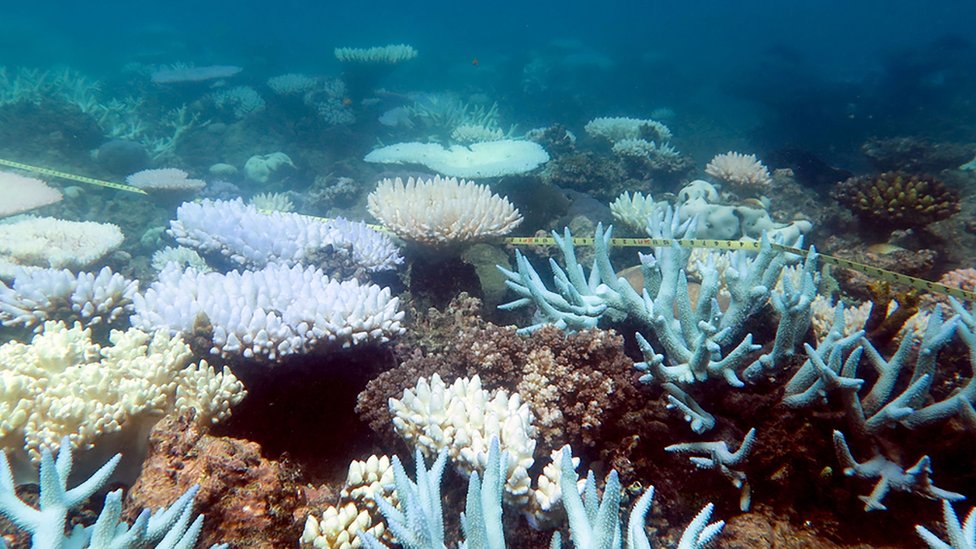На недатированной раздаточной фотографии, полученной из Центра передового опыта по изучению коралловых рифов ARC 19 апреля 2018 г., показано массовое обесцвечивание кораллов на Большом Барьерном рифе Австралии.