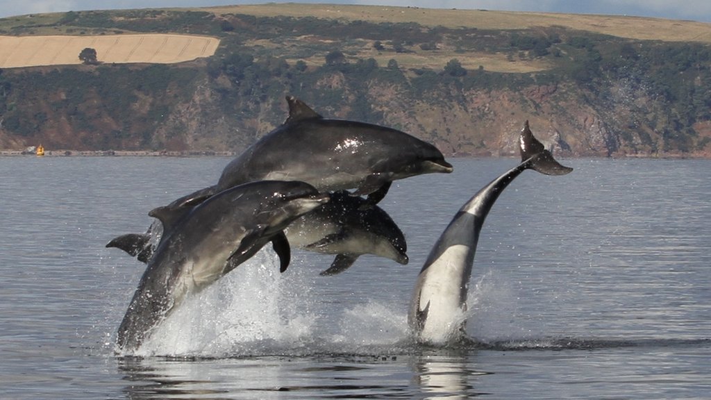 Moray Firth dolphins spotted off Netherlands