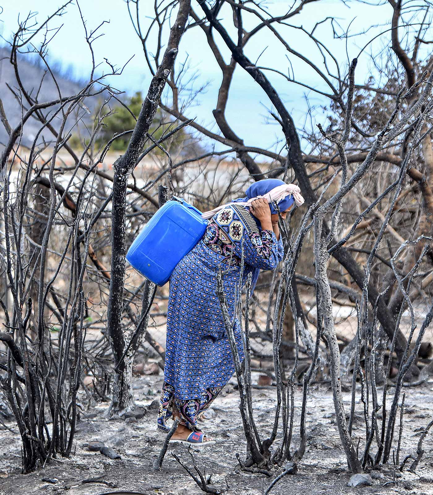 ​​A woman carrying water walks through the remains of charred trees after a wildfire near Melloula in northwestern Tunisia - 26 July 2023