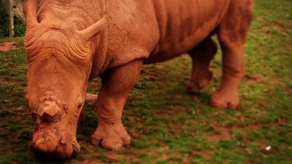 Носорог в зоопарке Саут-Лейкс