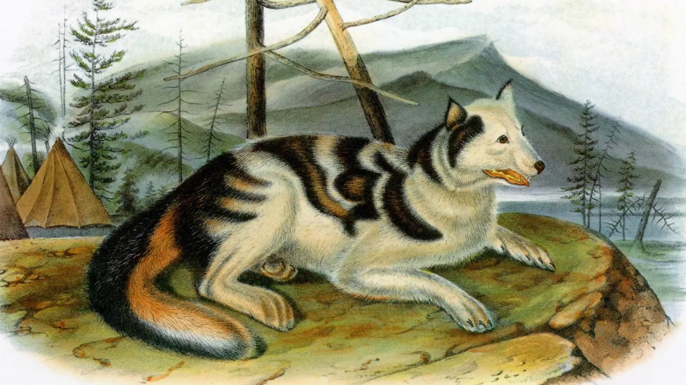 Indijanski pas hare - kojeg su uzgajali Indijanci Hare iz Severne Kanade za lov - izumro je nakon mešanja sa zapadnim psima u 19. veku