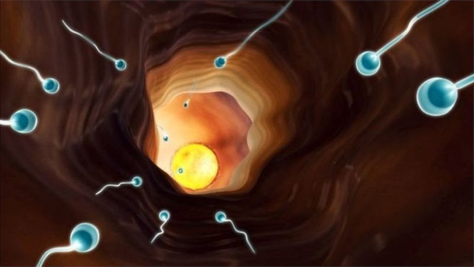 精子的使命就是奮勇向前，與卵子結合併使其受精。