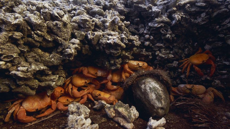 A principios del siglo XX por la isla se paseaban constantemente millones de cangrejos. Hoy en día ya no hay tantos. La fauna y vegetación de la isla cambia muy rápidamente, de una manera que sorprende a los científicos.