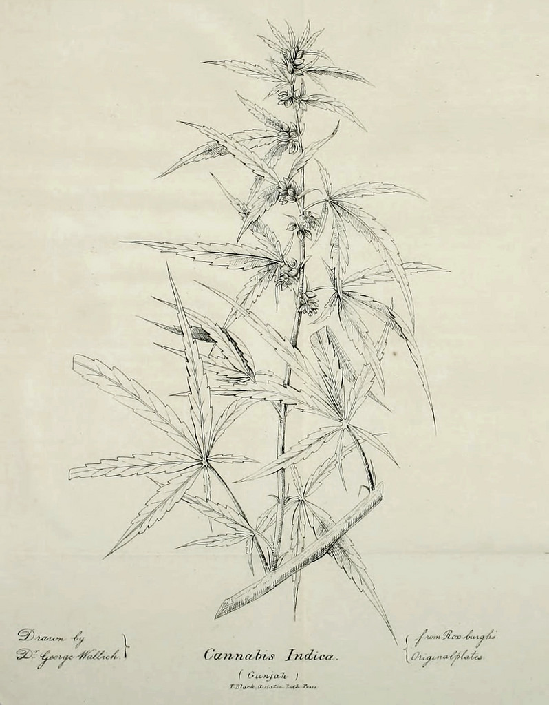 Ilustración de una planta de Cannabis Indica que aparece en el artículo de O'Shaughnessy en la revista Journal of the Asiatic Society of Bengal de 1839. (Dominio público).