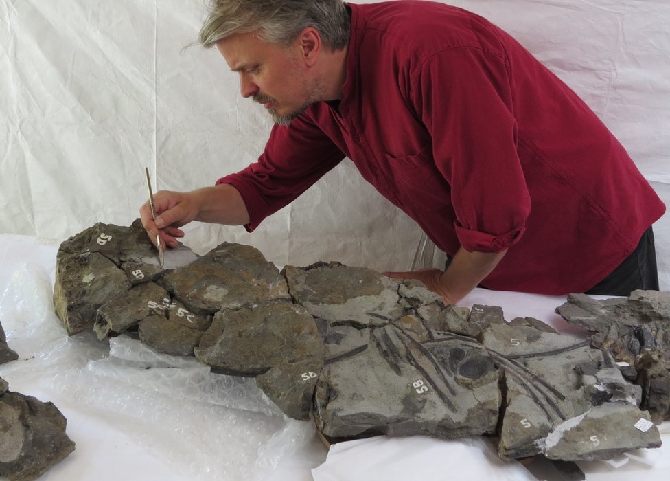 Палеонтолог Найджел Ларкин и окаменелость