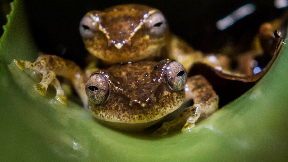 Dendropsophus berthalutzae, em foto de 2012