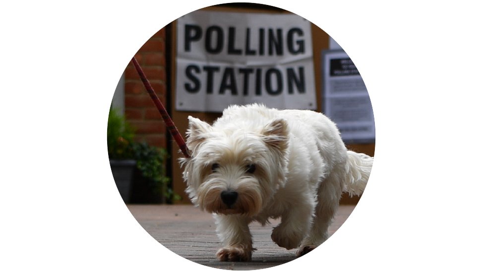 Собака возле избирательного участка