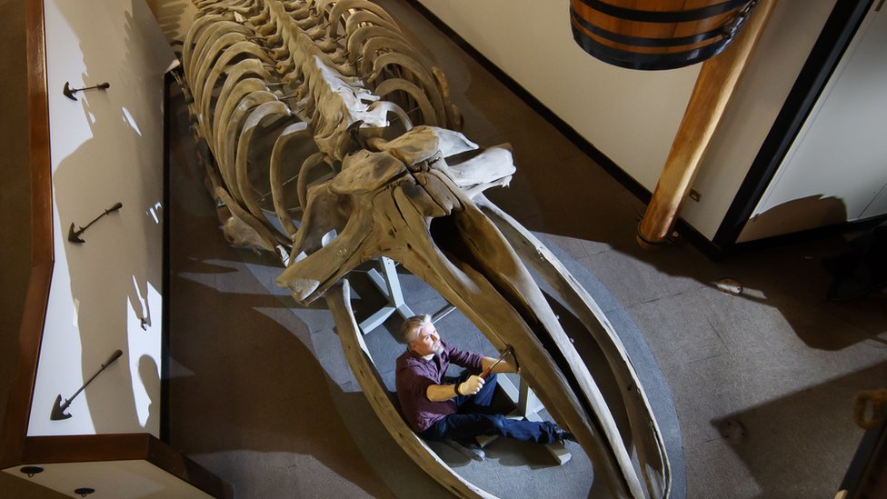 Найджел Ларкин готовится демонтировать скелет кита