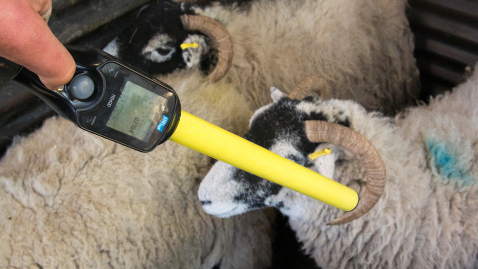 Фермер читает RFID-метку на овце