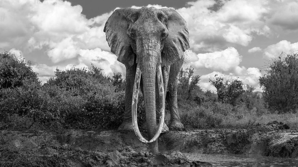 An iconic female elephant in the waterhole