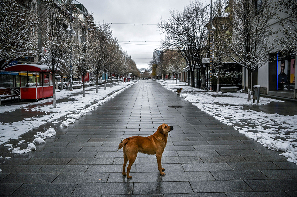 Kosova'nın Priştine kentinde bir sokak köpeği, terk edilmiş ve karlarla kaplı bir meydanda etrafına bakınıyor. Kosova'da hükümet akşam 5 ile sabah 5 arasında sokağa çıkma yasağı uyguluyor.