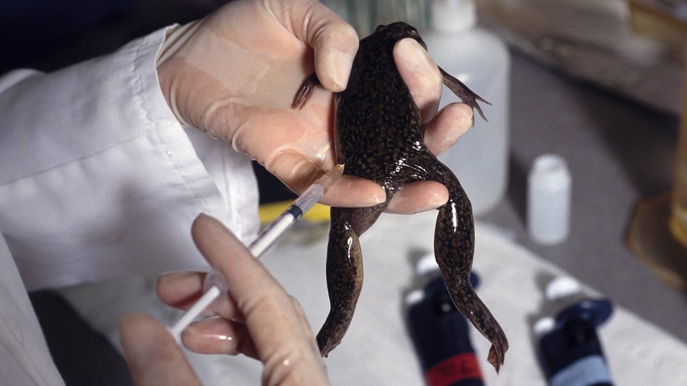 Ученый делает укол африканской когтистой лягушке