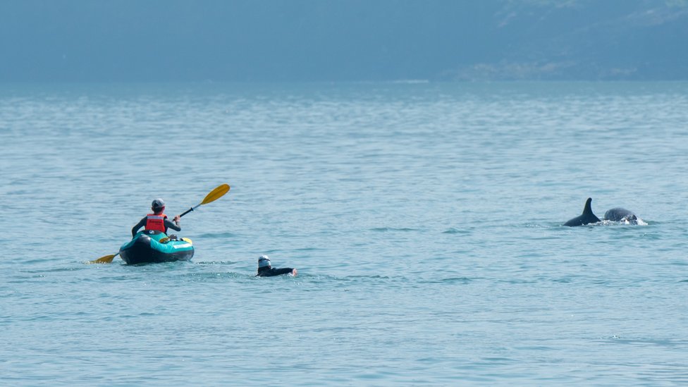 Фотография инцидента: каяк и женщина в воде возле дельфинов