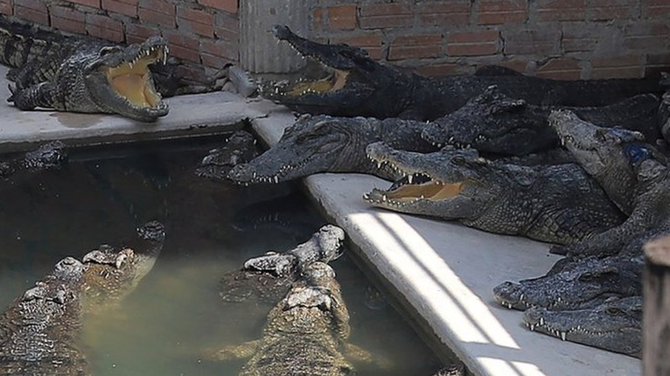 Falling Crocodile Prices Leave Farmers Fighting for Livelihoods