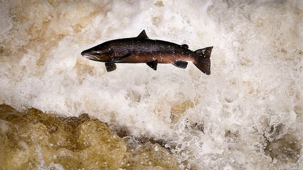 A salmon swimming upstream