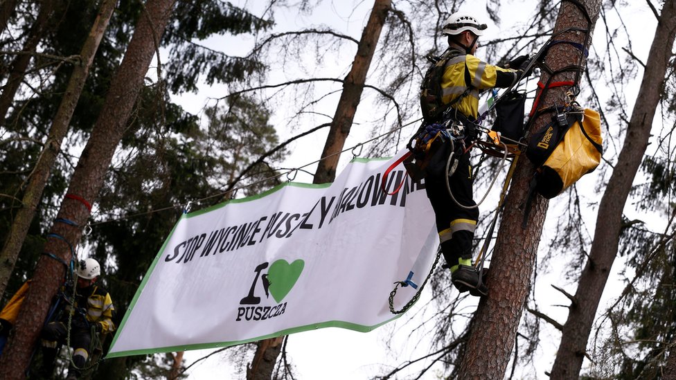 Активисты-экологи вешают на деревьях плакат с надписью «Хватит рубить Беловежскую пущу», 24 17 мая