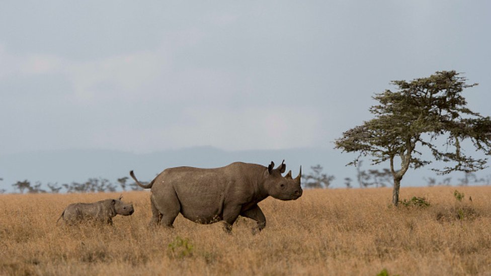 Черный носорог и ее теленок