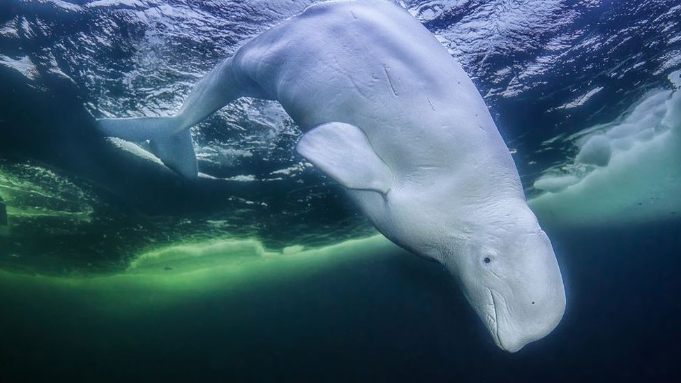 The beluga whale