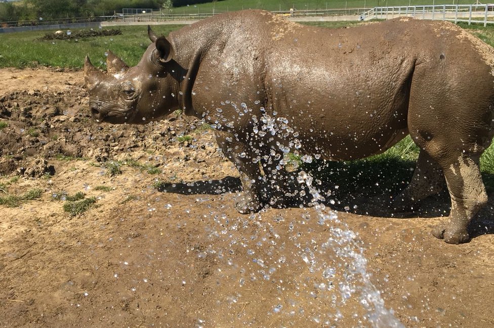 Носорога обрызгивают водой