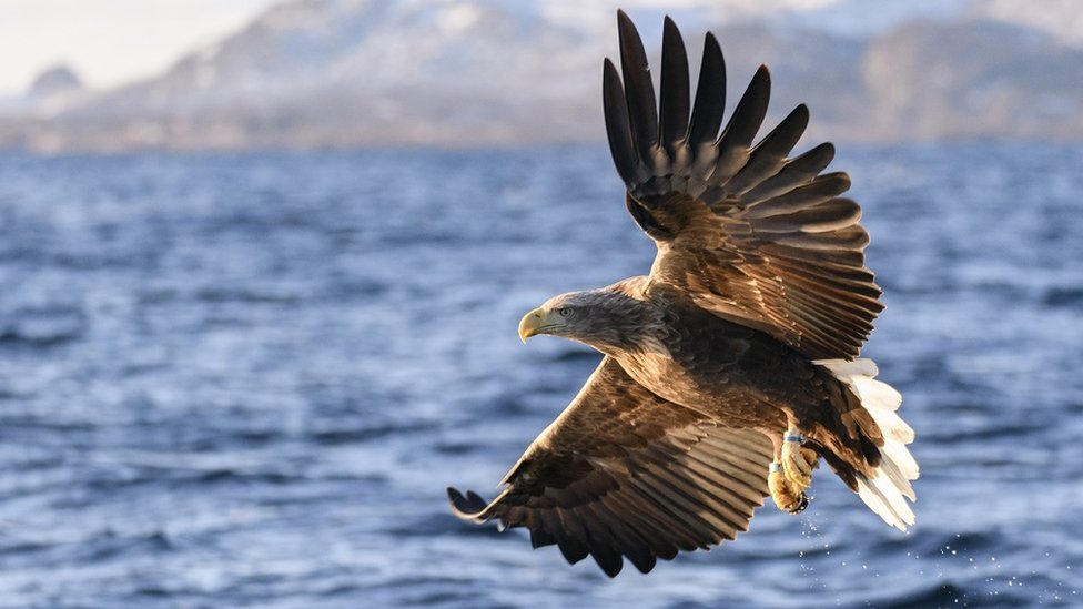 A white-tailed eagle fishing in Norway, flying over the water of a fjord