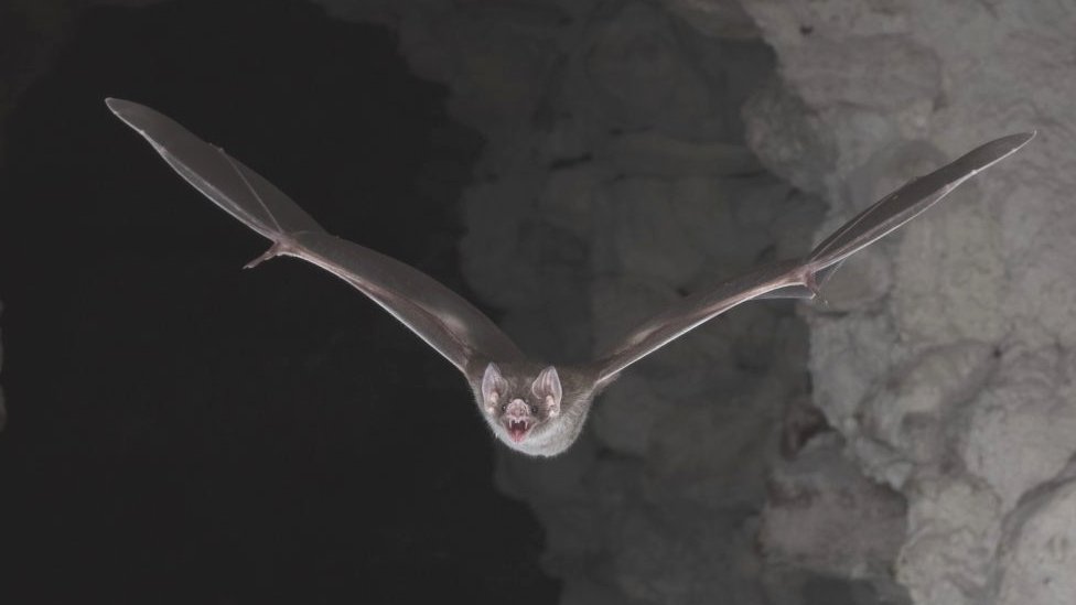Dna Secrets Of How Vampire Bats Became Bloodthirsty Bbc News