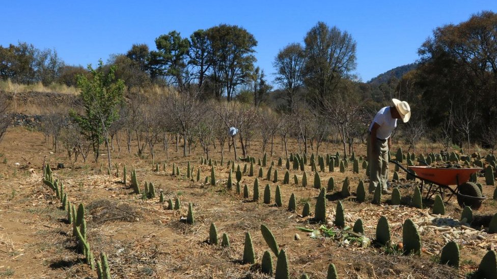 Plantación de nopales en Milpa Alta.