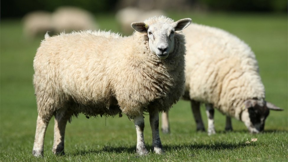 Две овцы пасутся в поле
