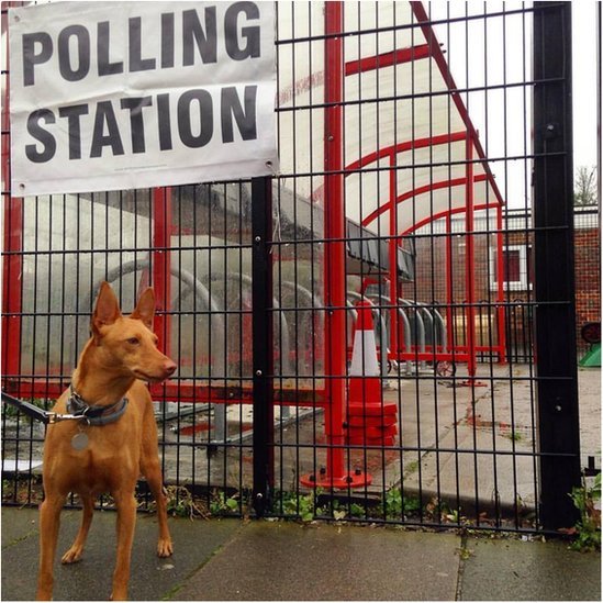 Собака на избирательном участке