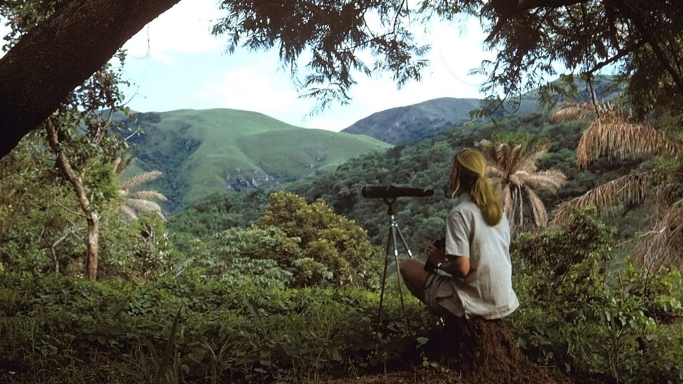 Jane Goodall en las montañas cubiertas de bosque en Gombe, en la década del 60