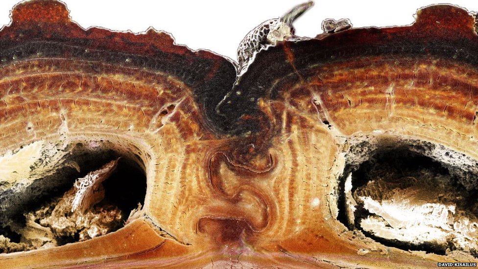 Exoskeleton cross-section